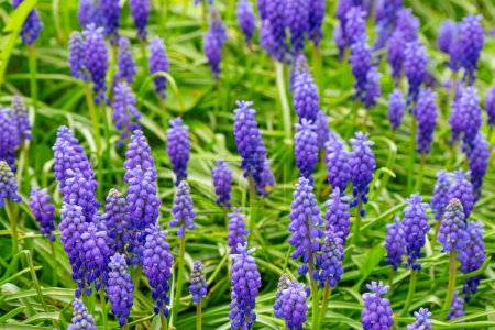 Blaue Muscari-Blüten, Muscari armeniacum, Traubenhyazinthen, die auf der Frühlingswiese oder im Garten blühen. Natur, floraler Hintergrund, saisonales Konzept.