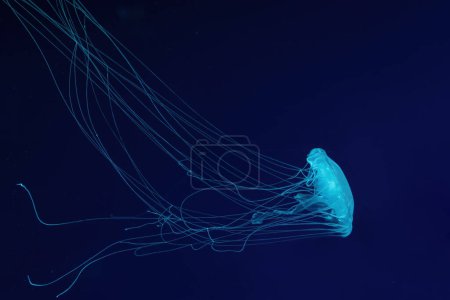 Fluorescent jellyfish swim underwater in aquarium pool with blue neon light. One Atlantic sea nettle chrysaora quinquecirrha in blue water, ocean. Theriology, tourism, diving, undersea life.