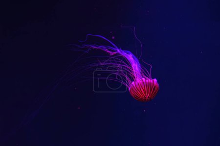 Medusas fluorescentes nadando en la piscina del acuario submarino con luz de neón roja. La ortiga japonesa chrysaora pacifica en agua azul, océano. Teriología, biodiversidad, vida submarina, organismo acuático