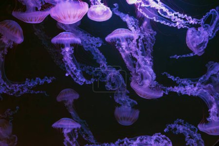 Téléchargez les photos : Groupe de méduses ortie de mer sud-américaine, Chrysaora plocamia nageant dans l'eau sombre de aquarium réservoir avec lumière au néon violet. Organisme aquatique, animal, vie sous-marine, biodiversité - en image libre de droit