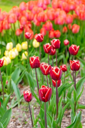 Foto de Tulipán rojo con flores de borde blanco con hojas verdes que florecen en un prado, parque, parterre al aire libre.Campo de tulipanes, naturaleza, primavera, fondo floral, composición de flores - Imagen libre de derechos