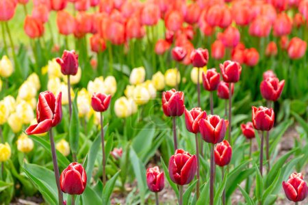 Foto de Tulipán rojo con flores de borde blanco con hojas verdes que florecen en un prado, parque, parterre al aire libre.Campo de tulipanes, naturaleza, primavera, fondo floral, composición de flores - Imagen libre de derechos