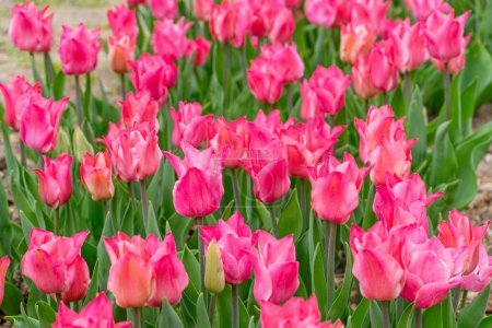 Pink Liliales tulip flowers blooming in flowerbed in garden on sunny day. Pink lily shaped tulips flowers with green leaves close up in meadow, park,outdoor. Nature, spring, floral background.