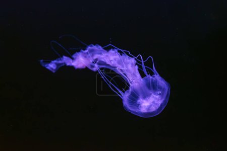 Black sea nettle, Chrysaora achlyos swimming in dark water of aquarium tank with purple neon light. Aquatic organism, animal, undersea life, biodiversity
