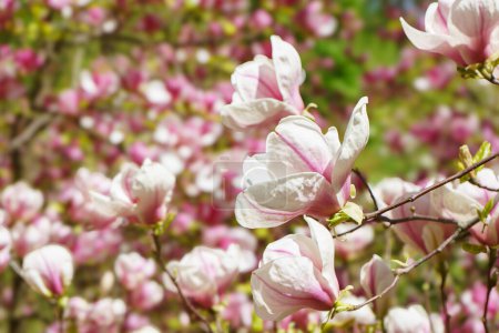 branche d'arbre en fleurs avec rose Magnolia soulangeana fleurs dans le parc ou le jardin sur fond vert avec espace de copie. Nature, fleurs, jardinage.