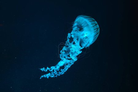 Medusas Ortiga de mar sudamericana, Chrysaora plocamia nadando en aguas oscuras del acuario tanque con luz de neón azul. Organismo acuático, animales, vida submarina, biodiversidad