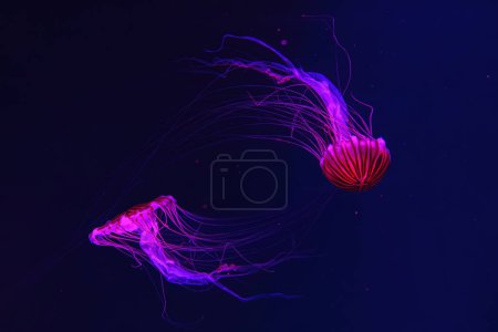 Group of fluorescent jellyfish swimming underwater aquarium pool with red light. Japanese sea nettle chrysaora pacifica in blue water, ocean. Theriology, biodiversity, undersea life, aquatic organism