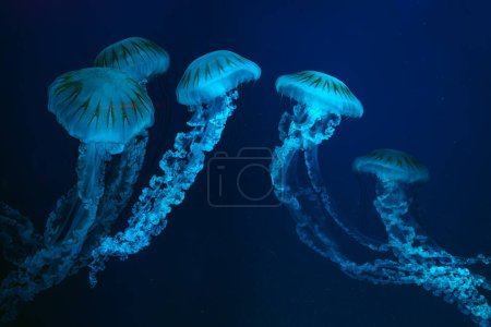 Téléchargez les photos : Groupe de méduses ortie de mer sud-américaine, Chrysaora plocamia nageant dans l'eau sombre de aquarium réservoir avec lumière néon bleu. Organisme aquatique, animal, vie sous-marine, biodiversité - en image libre de droit