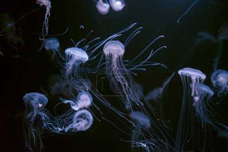Téléchargez les photos : Ortie marine de l'Atlantique, Chrysaora quinquecirrha, ortie marine du coût est. Groupe de méduses fluorescentes flottant dans un aquarium éclairé. Thériologie, biodiversité, vie sous-marine, organismes aquatiques - en image libre de droit