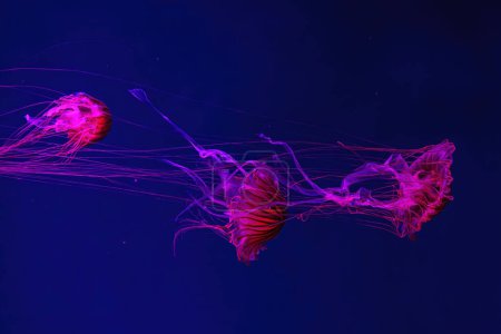 Group of fluorescent jellyfish swimming underwater aquarium pool with red light. Japanese sea nettle chrysaora pacifica in blue water, ocean. Theriology, biodiversity, undersea life, aquatic organism