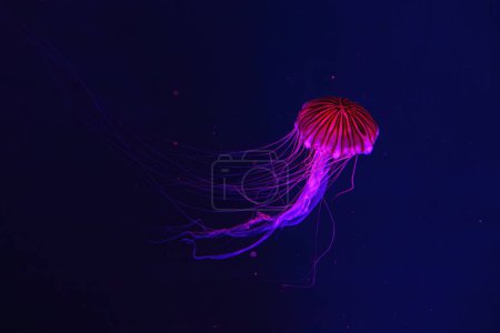 Fluoreszierende Quallen schwimmen im Unterwasseraquarium mit rotem Neonlicht. Die japanische Brennnessel chrysaora pacifica in blauem Wasser, Ozean. Theriologie, Biodiversität, Unterwasserlebewesen, Wasserorganismen