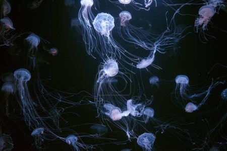 Photo for Atlantic sea nettle, Chrysaora quinquecirrha, East Cost sea nettle. Group of fluorescent jellyfish floating in illuminated aquarium. Theriology, biodiversity, undersea life, aquatic organism - Royalty Free Image
