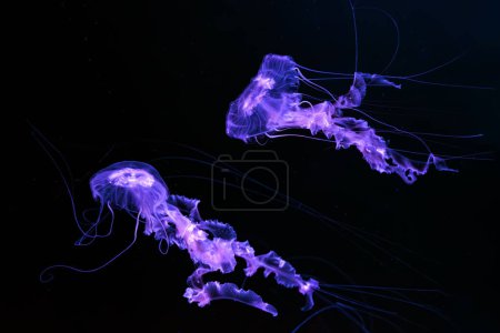 Téléchargez les photos : Groupe d'ortie de mer noire, Chrysaora achlyos nageant dans l'eau sombre de réservoir d'aquarium avec lumière au néon violet. Organisme aquatique, animal, vie sous-marine, biodiversité - en image libre de droit