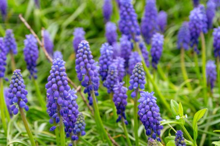 Blaue Muscari-Blüten, Muscari armeniacum, Traubenhyazinthen, die auf der Frühlingswiese oder im Garten blühen. Natur, floraler Hintergrund, saisonales Konzept.
