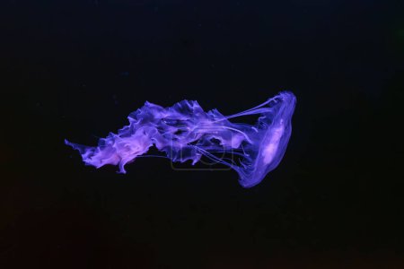 Black sea nettle, Chrysaora achlyos swimming in dark water of aquarium tank with purple neon light. Aquatic organism, animal, undersea life, biodiversity