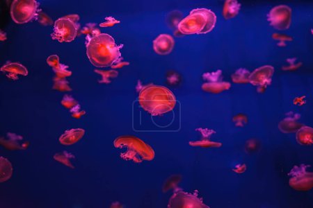Mediterranean jellyfish, Cotylorhiza tuberculata or fried egg jellyfish swimming in aquarium with red illumination of neon light. Aquatic organism, animal, undersea life, biodiversity