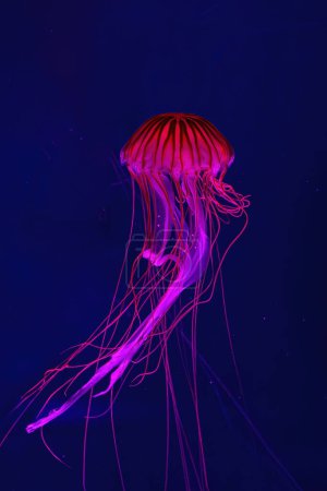 Fluorescent jellyfish swimming underwater aquarium pool with red neon light. The Japanese sea nettle chrysaora pacifica in blue water, ocean. Theriology, biodiversity, undersea life, aquatic organism
