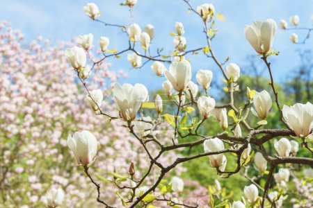 Rama de árbol floreciente con Magnolia soulangeana blanca, flores Alba Superba en parque o jardín sobre fondo verde con espacio para copiar. Naturaleza, floral, jardinería.