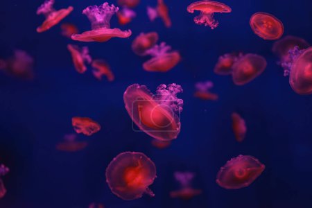 Mittelmeer-Quallen, Cotylorhiza tuberculata oder Spiegelei-Quallen schwimmen im Aquarium mit rotem Neonlicht. Wasserlebewesen, Tiere, Unterwasserlebewesen, Biodiversität