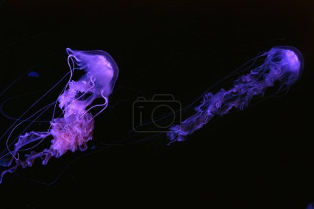 Group of Black sea nettle, Chrysaora achlyos swimming in dark water of aquarium tank with purple neon light. Aquatic organism, animal, undersea life, biodiversity