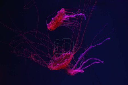 Méduses fluorescentes nageant sous la piscine aquarium avec lumière au néon rouge. L'ortie marine japonaise chrysaora pacifica en eau bleue, océan. Thériologie, biodiversité, vie sous-marine, organismes aquatiques