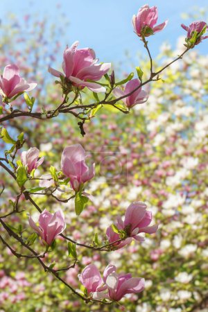 Rama de árbol floreciente con flores de Magnolia soulangeana rosa en el parque o jardín sobre fondo de cielo azul. Naturaleza, floral, jardinería.