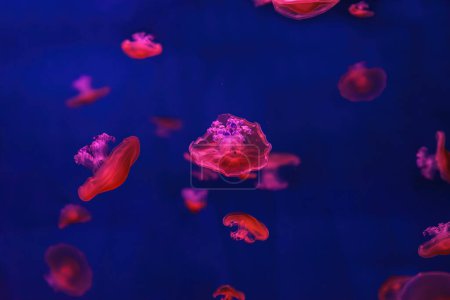 méduses méditerranéennes, Cotylorhiza tuberculata ou méduses aux ?ufs frits nageant dans un aquarium avec éclairage rouge de lumière au néon. Organisme aquatique, animal, vie sous-marine, biodiversité