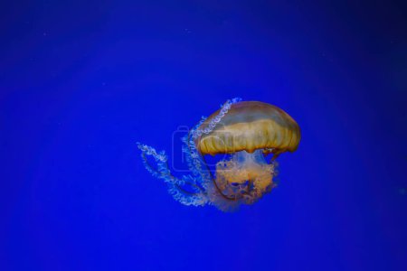 Ortie de mer du Pacifique, méduses orange ou Chrysaora fuscescens nageant dans l'eau bleue du réservoir de l'aquarium. Organisme aquatique, animal, vie sous-marine, biodiversité