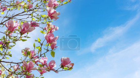 branche d'arbre en fleurs avec des fleurs roses Magnolia soulangeana dans le parc ou le jardin sur fond de ciel bleu. Nature, fleurs, jardinage. Bannière, en-tête avec espace de copie
