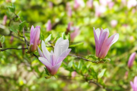 Blooming tree branch with pink Magnolia Loebner Leonard Messel flowers in park or garden on green background in sunny srping day. Nature, floral, gardening.