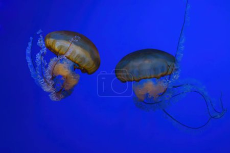 Ortiga marina del Pacífico, medusas anaranjadas o Chrysaora fuscescens nadando en agua azul del acuario tanque. Organismo acuático, animales, vida submarina, biodiversidad