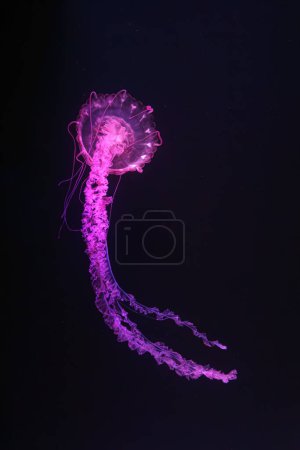 Téléchargez les photos : Méduses à rayures violettes, Chrysaora colorata nageant dans l'eau sombre du réservoir de l'aquarium illuminé de lumière rose néon. Organisme aquatique, animal, vie sous-marine, biodiversité - en image libre de droit