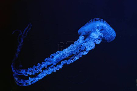 Medusas Ortiga de mar sudamericana, Chrysaora plocamia nadando en aguas oscuras del acuario tanque con luz de neón azul. Organismo acuático, animales, vida submarina, biodiversidad