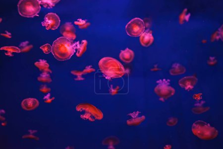 Mittelmeer-Quallen, Cotylorhiza tuberculata oder Spiegelei-Quallen schwimmen im Aquarium mit rotem Neonlicht. Wasserlebewesen, Tiere, Unterwasserlebewesen, Biodiversität