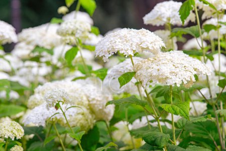 Foto de Los arbustos de Hydrangea arborescens florecen en el jardín, la hortensia blanca en un parque de cerca. Fondo de patrón floral natural, diseño de paisaje. - Imagen libre de derechos