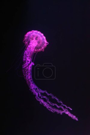 Medusas de rayas púrpuras, Chrysaora colorata nadando en aguas oscuras del acuario iluminado con luz de neón rosa. Organismo acuático, animales, vida submarina, biodiversidad