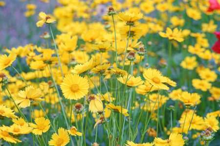 Gelbe Blütenfelder Coreopsis lanceolata, Lanceleaf Tickseed oder Maiden 's eye blühen im Sommer. Natur, Pflanze, floraler Hintergrund. Garten, Rasen aus lanzenblättrigem Coreopsis in Blüte