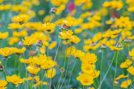 Field of yellow flower Coreopsis lanceolata, Lanceleaf Tickseed or Maiden's eye blooming in summer. Nature, plant, floral background. Garden, lawn of lance leaved Coreopsis in bloom