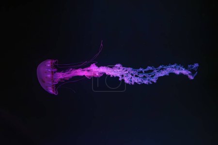 Lila gestreifte Quallen, Chrysaora colorata schwimmt im dunklen Wasser des Aquarienbeckens, das mit rosa Neonlicht beleuchtet ist. Wasserlebewesen, Tiere, Unterwasserlebewesen, Biodiversität