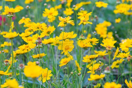 Field of yellow flower Coreopsis lanceolata, Lanceleaf Tickseed or Maiden's eye blooming in summer. Nature, plant, floral background. Garden, lawn of lance leaved Coreopsis in bloom