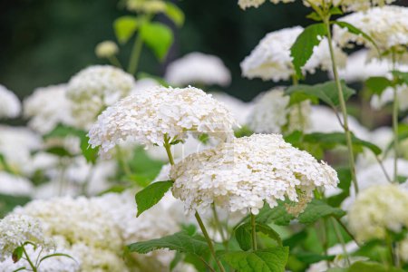 Foto de Los arbustos de Hydrangea arborescens florecen en el jardín, la hortensia blanca en un parque de cerca. Fondo de patrón floral natural, diseño de paisaje. - Imagen libre de derechos