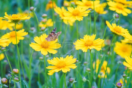 Field of yellow flower Coreopsis lanceolata, Lanceleaf Tickseed or Maiden's eye blooming in summer. Nature, plant, floral background. Garden, lawn of lance leaved Coreopsis with butterfly, close up