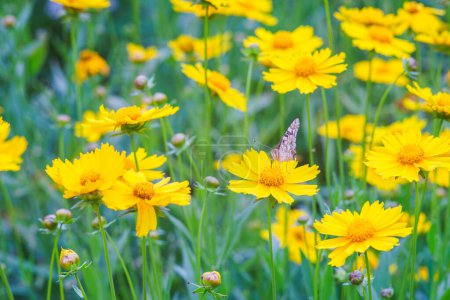 Gelbe Blütenfelder Coreopsis lanceolata, Lanceleaf Tickseed oder Maiden 's eye blühen im Sommer. Natur, Pflanze, floraler Hintergrund. Garten, Rasen aus lanzenblättrigem Coreopsis mit Schmetterling, Nahaufnahme