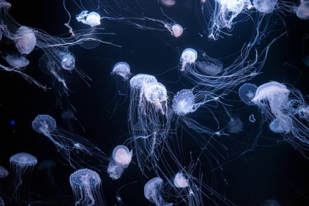 Foto de Ortiga marina atlántica, Chrysaora quinquecirrha, ortiga marina de costa este. Grupo de medusas fluorescentes flotando en acuario iluminado. Teriología, biodiversidad, vida submarina, organismo acuático - Imagen libre de derechos
