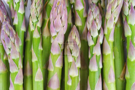 Bunch of raw green asparagus texture background. Edible sprouts of sparrowgrass, stems close up, macro. Healthy food, fresh vegetable, ingredient for cooking. Wallpaper, backdrop