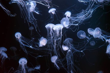 Téléchargez les photos : Ortie marine de l'Atlantique, Chrysaora quinquecirrha, ortie marine du coût est. Groupe de méduses fluorescentes flottant dans un aquarium éclairé. Thériologie, biodiversité, vie sous-marine, organismes aquatiques - en image libre de droit