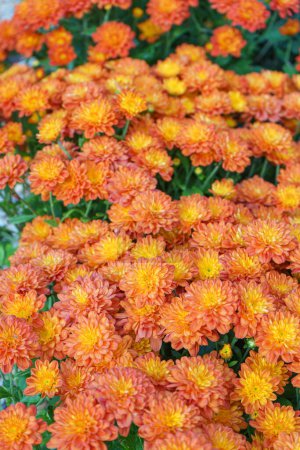 Frische hell blühende orange koreanische Garten Chrysanthemen Sträucher Sarlat im Herbst Garten draußen bei sonnigem Tag. Blumenhintergrund für Grußkarte, Tapete, Banner, Kopfzeile.