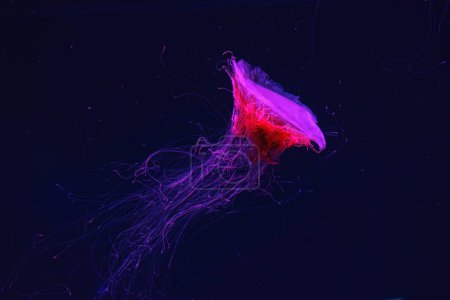 Fluoreszierende Quallen schwimmen im Unterwasseraquarium mit rotem Neonlicht. Die Mähnenqualle des Löwen, Cyanea capillata, auch bekannt als Riesenqualle, arktische rote Qualle, Haargelee