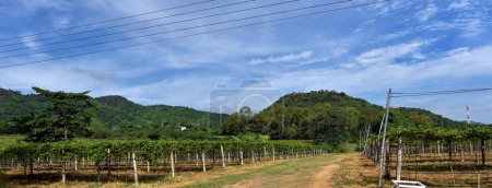 Agriculture of wine grapes in PB Valley Khao Yai, Northern Thailand.
