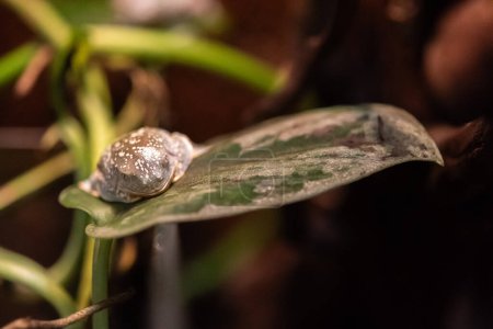 Fringed leaf frog sleeping on a leaf in a terrarium